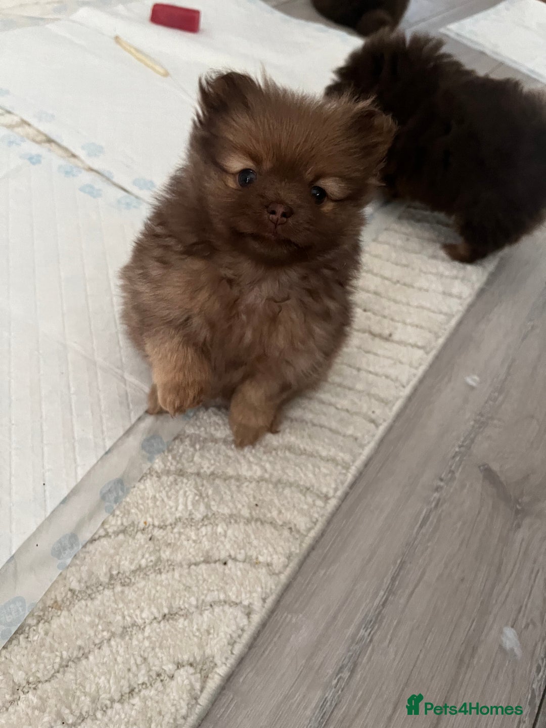 Pomeranian dogs for sale: 4 fluffy cute kc reg Pomeranian puppies  - Advert 6
