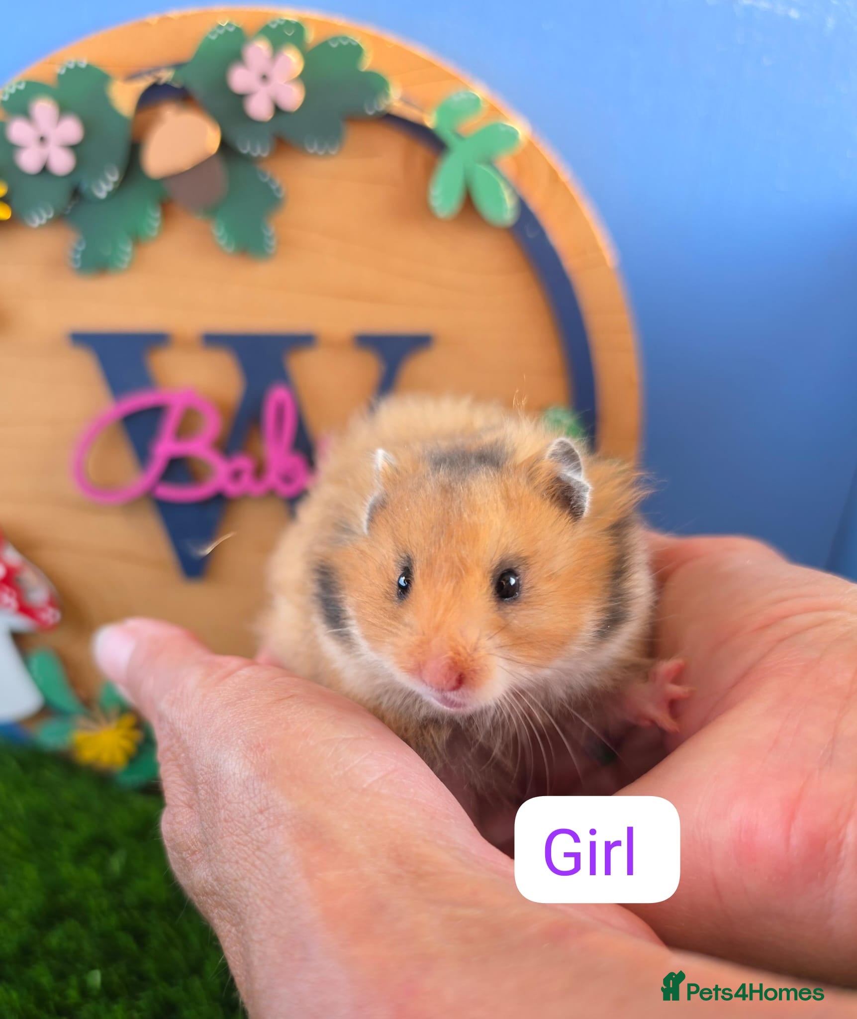 Hamster rodents Baby Syrian Hamsters Males Females Pedigree - Advert 2
