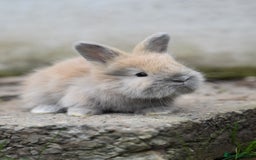Angora rabbits for sale: French Imported Pedigree English Angoras - Image 10