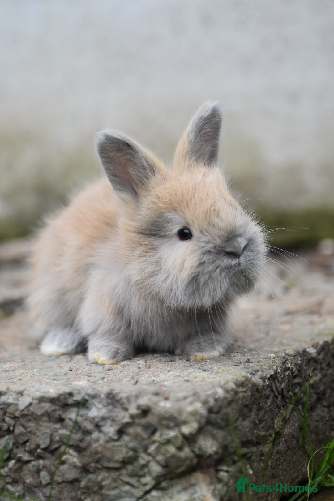 Angora rabbits for sale: French Imported Pedigree English Angoras - Image 10