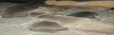 Labrador Retriever 3