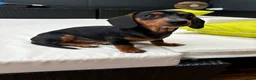 Chiweenie dogs for sale: 1 year old dachshund looking for forever home - Advert 8