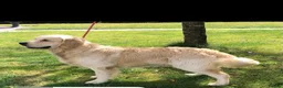 Golden Retriever dogs for sale: 🏆🏆 Fully health tested kc reg boys 🏆🏆 - Advert 3