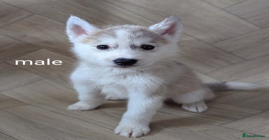 Siberian Husky dogs - Advert 11