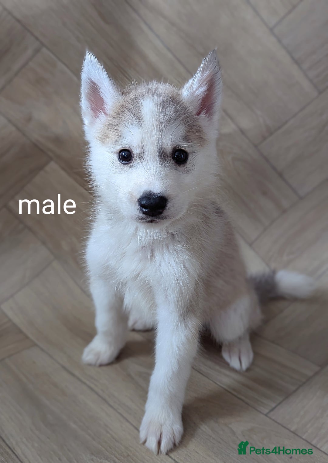 Siberian Husky dogs for sale: Beautiful pure Siberian Husky( last white male) - Image 3