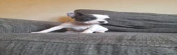 French Bulldog dogs for sale: French bulldogs  - Advert 3