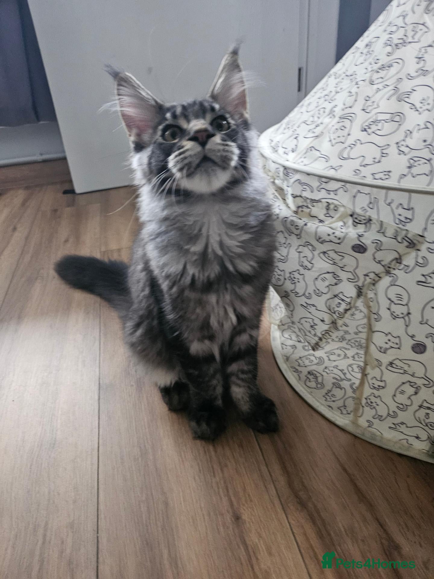 Maine Coon cats for sale: Maine Coon Kittens – GCCF Registered  Boys - Advert 1