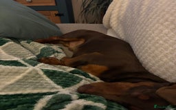 Dachshund dogs for sale: Dachshund boy - Advert 3