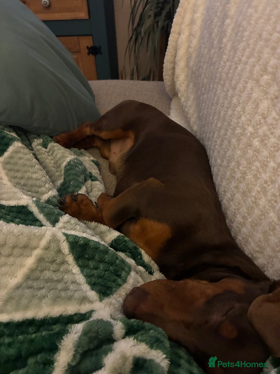 Dachshund dogs for sale: Dachshund boy - Advert 3