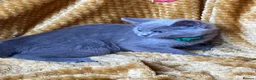 Mixed Breed cats for sale: 🏆GCCF Elizabeth (Ragdoll) x Toras (BSH) kittens🐾 - Advert 21