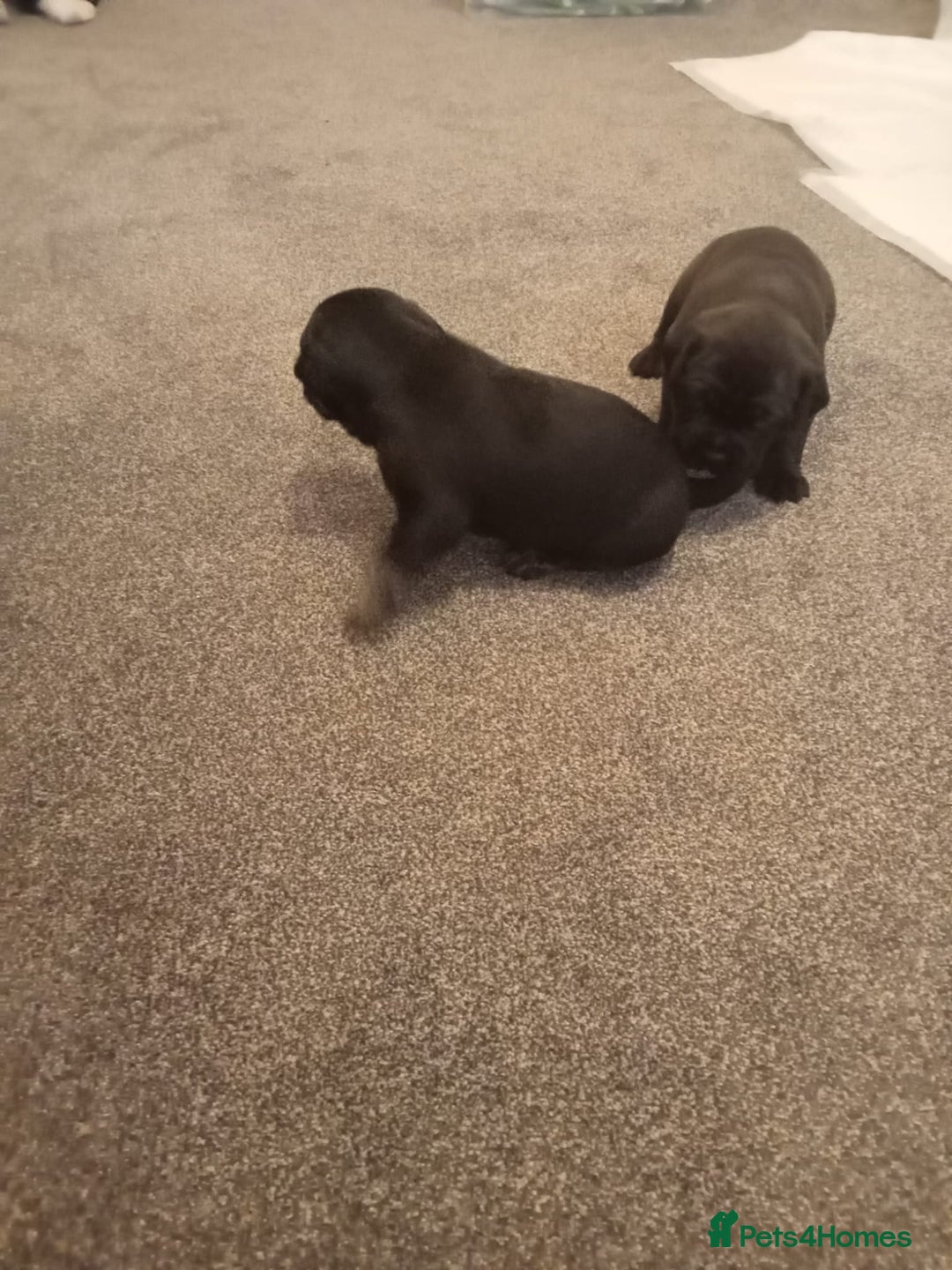 Mixed Breed dogs for sale: American pocket Corso - Image 14