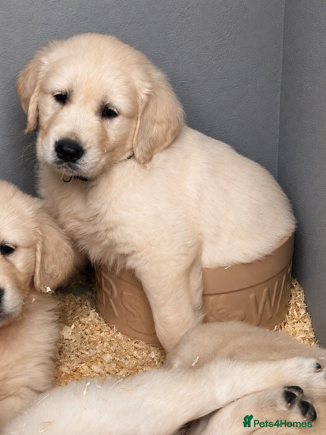 Golden Retriever dogs Gorgeous pups boys - Ready to go - Advert 4