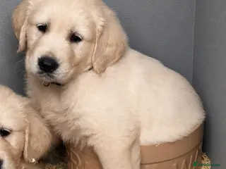 Golden Retriever dogs Gorgeous pups boys - Ready to go - Advert 4