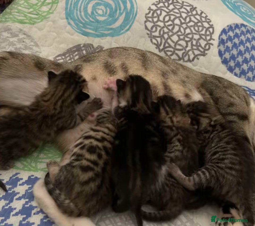 Bengal cats for sale: Bengal x American short hair mix - Image 9