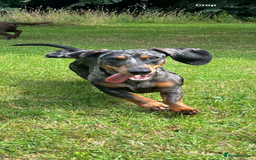 Dachshund dogs for sale: 1 year old Male Smooth Dapple Dachshund  - Image 4