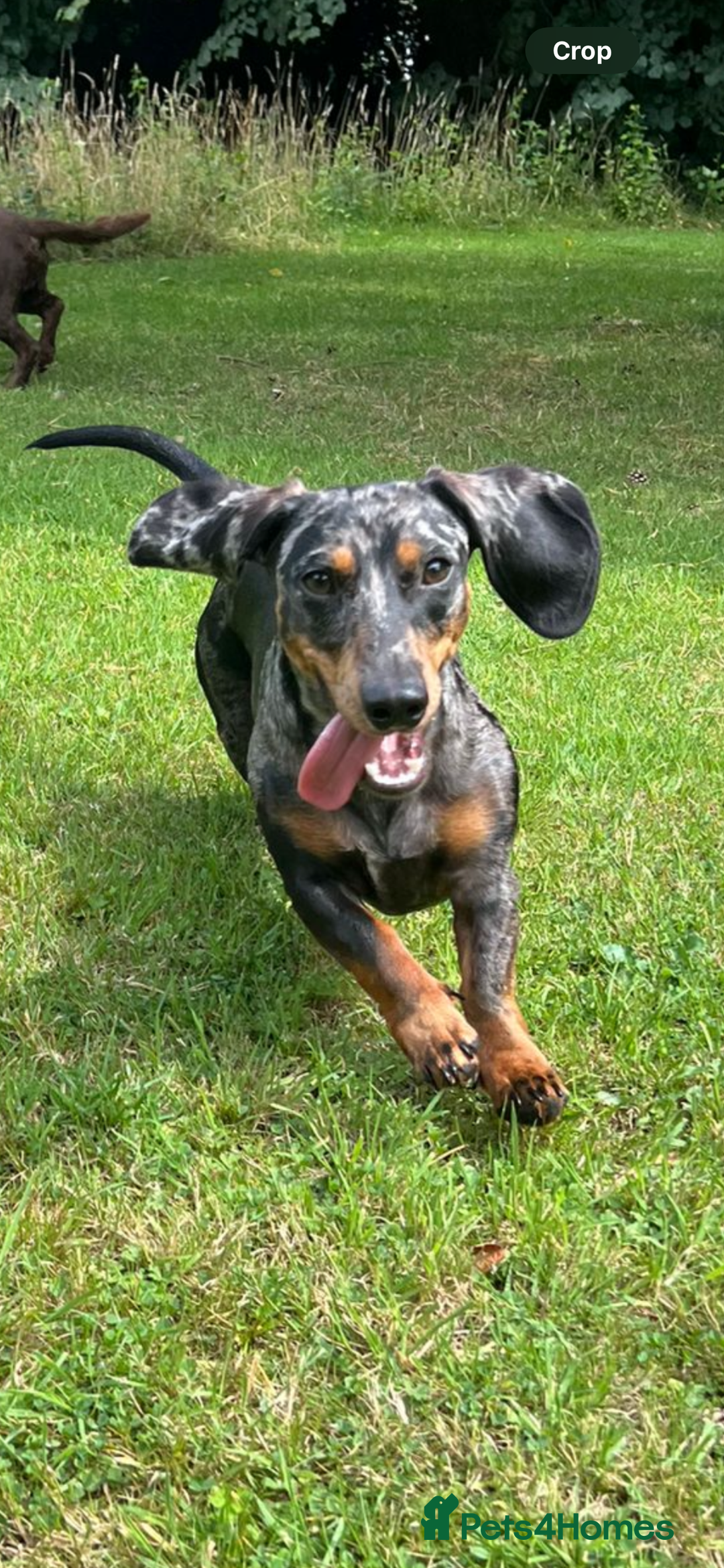 Dachshund dogs for sale: 1 year old Male Smooth Dapple Dachshund  - Image 4