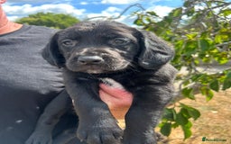 Springador dogs for sale: Springdor puppies  - Image 1