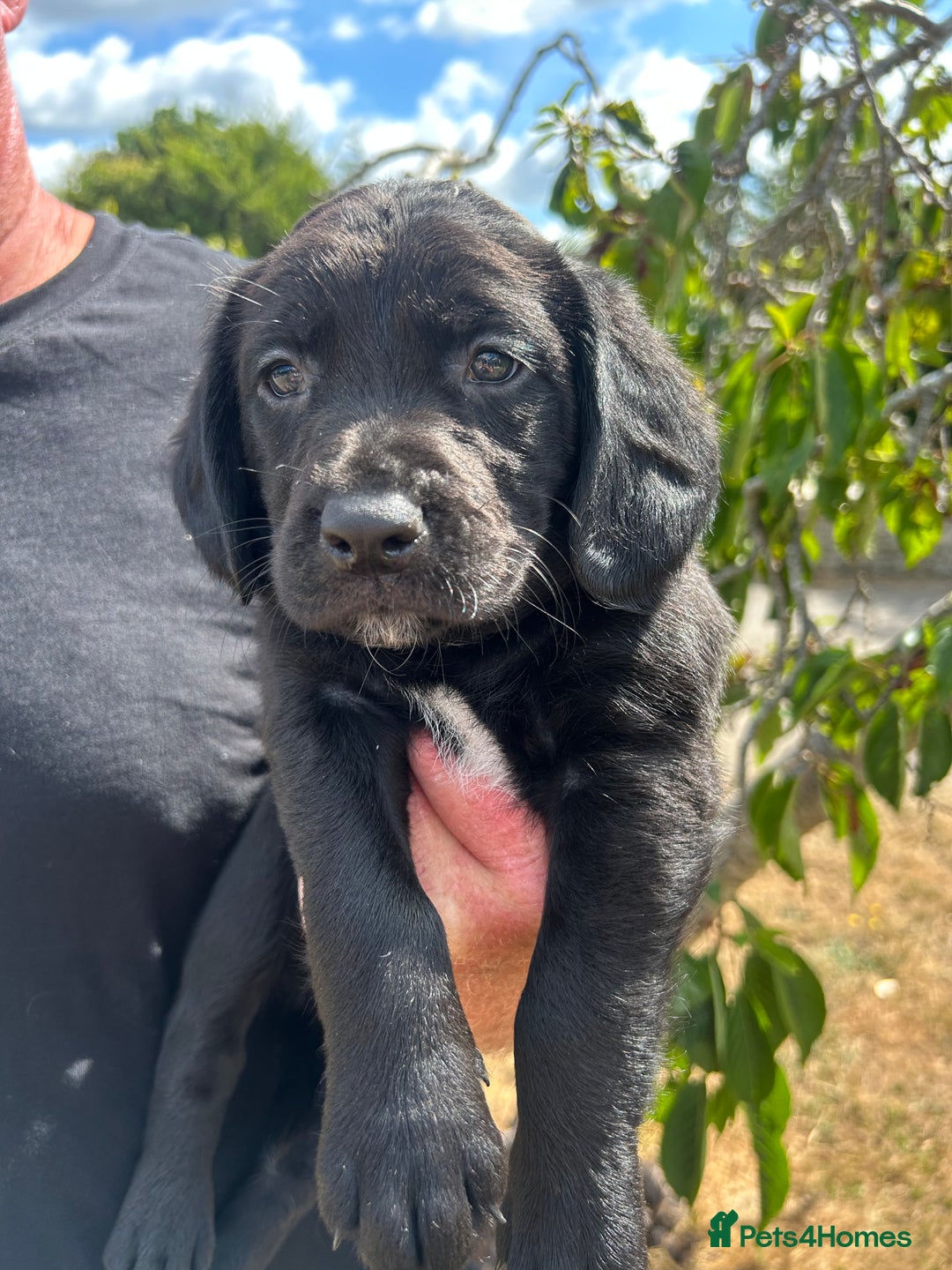 Springador dogs for sale: Springdor puppies  - Image 1