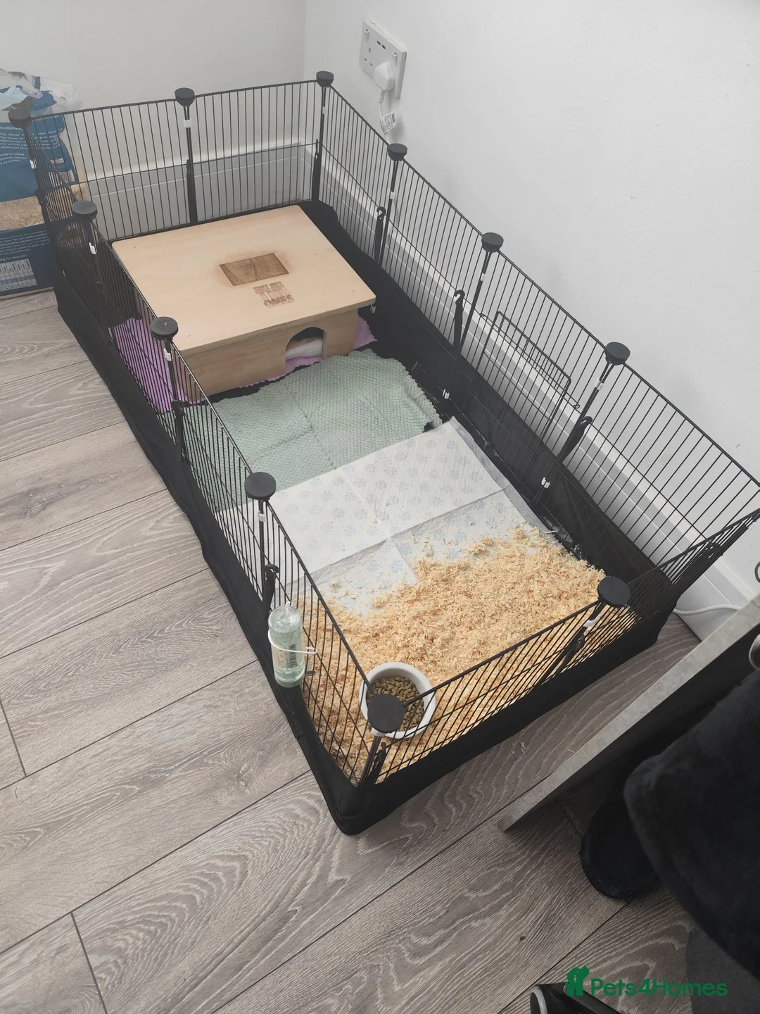 Guinea Pig rodents for sale: 2 guinea pigs in Newcastle upon Tyne - Advert 2