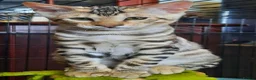 Toyger cats for sale: OUTSTANDING PEDIGREE SILVER TOYGER CUB - Advert 7