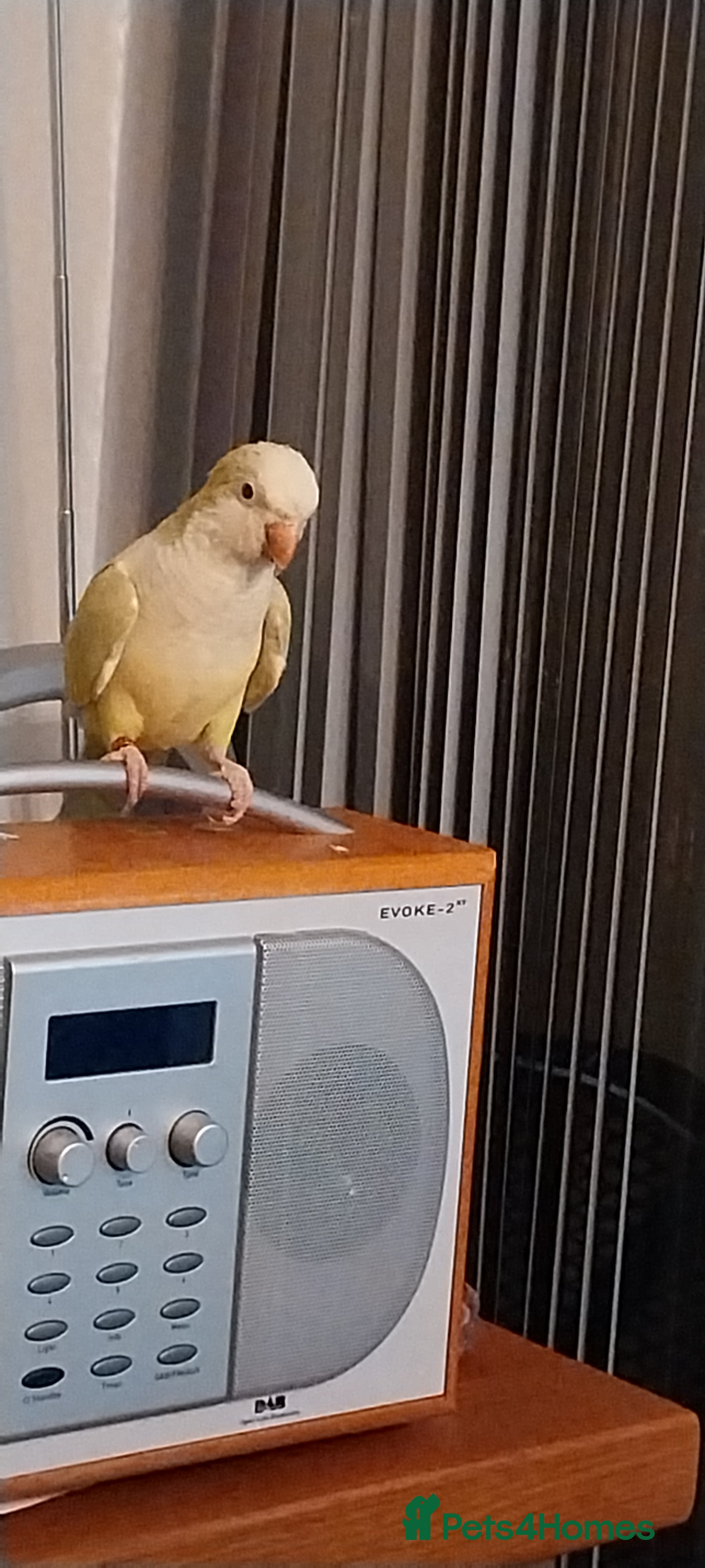 Parakeets birds Beautiful Lime Green Female Quaker Parrot - Advert 1