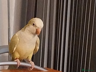 Parakeets birds Lime green Female quaker parrot - Advert 4