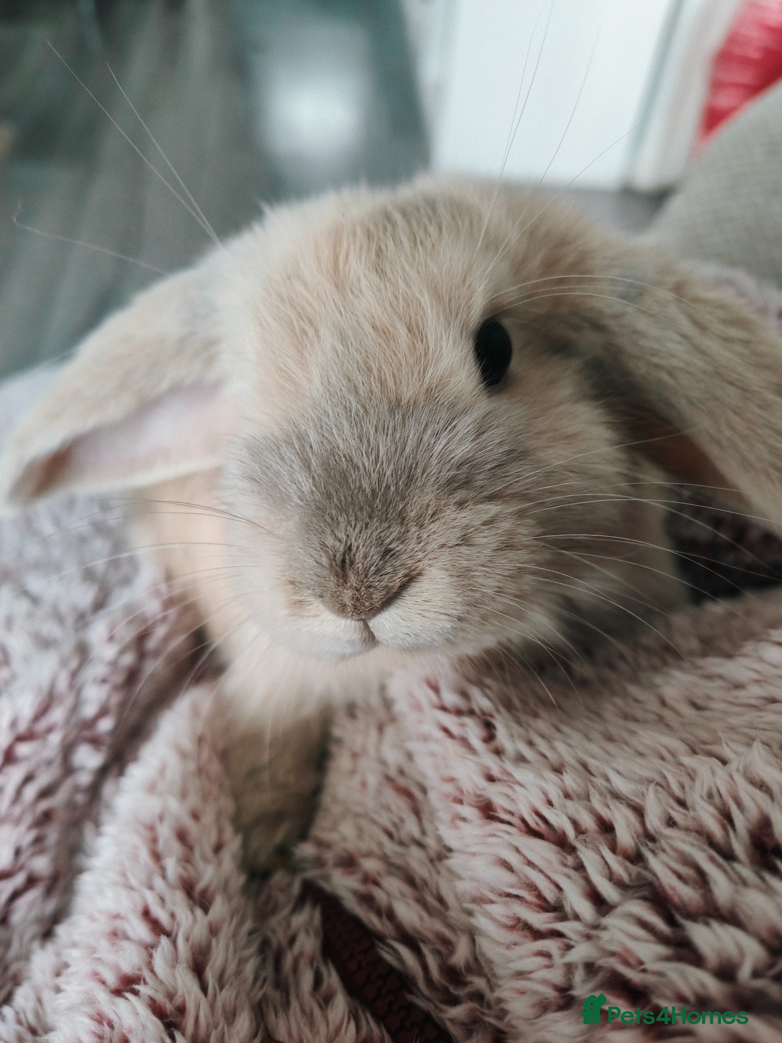 French Lop rabbits French lops - Advert 18