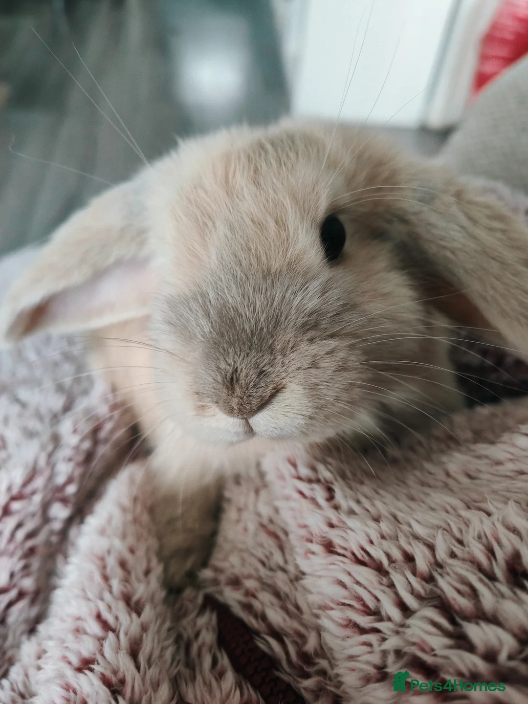 French Lop rabbits for sale: French lops - Advert 1