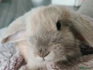 French Lop rabbits French lops - Advert 18