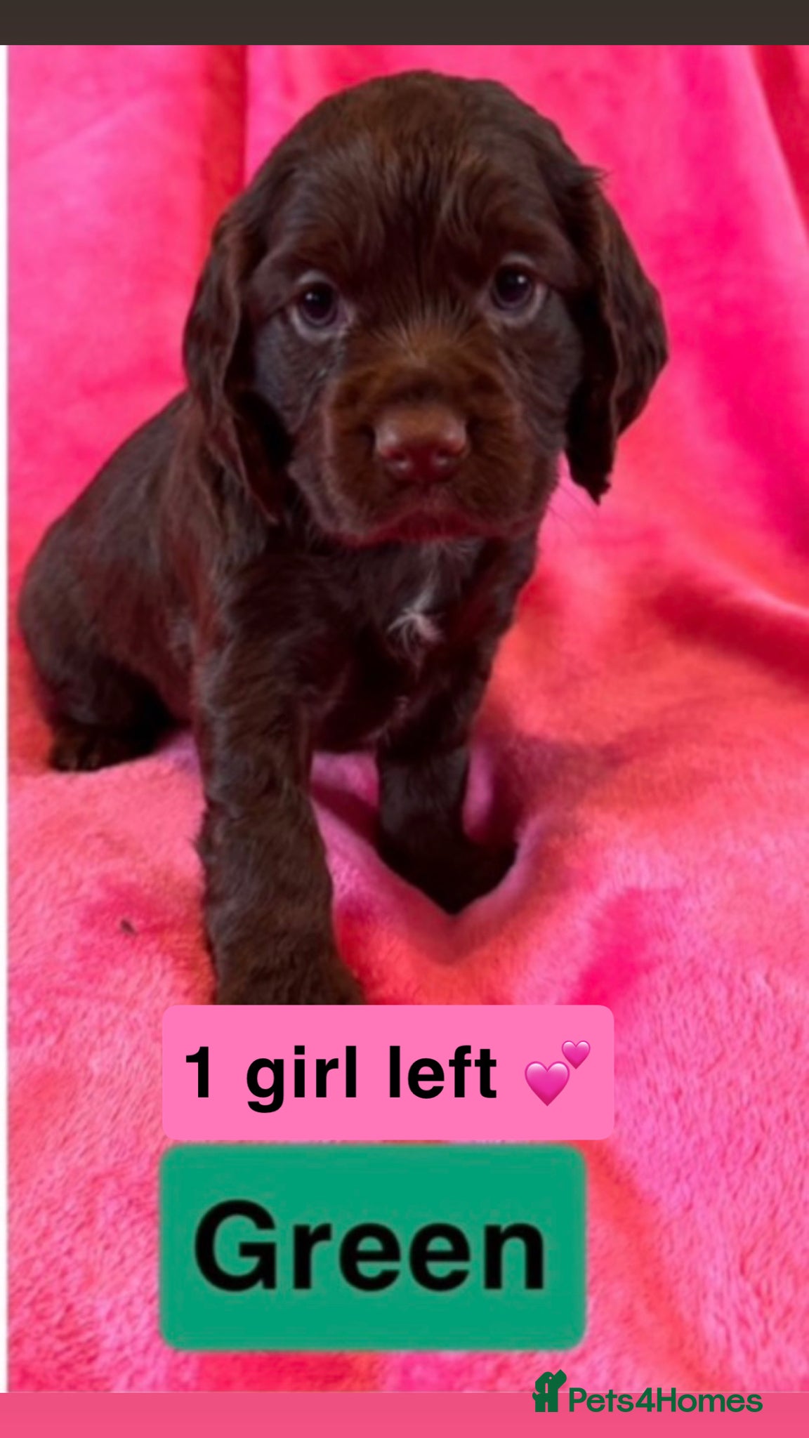 Cocker Spaniel dogs Stunning working cocker spaniel puppy’s  - Advert 8