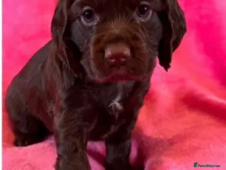 Cocker Spaniel dogs Stunning working cocker spaniel puppy’s - Advert 8
