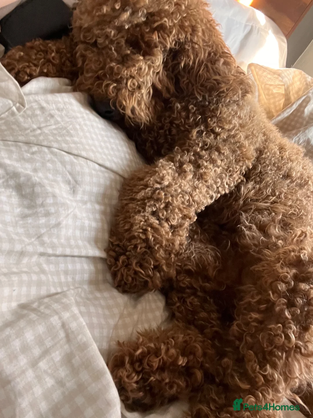Goldendoodle dogs for sale: Toastie in Liverpool - Advert 7