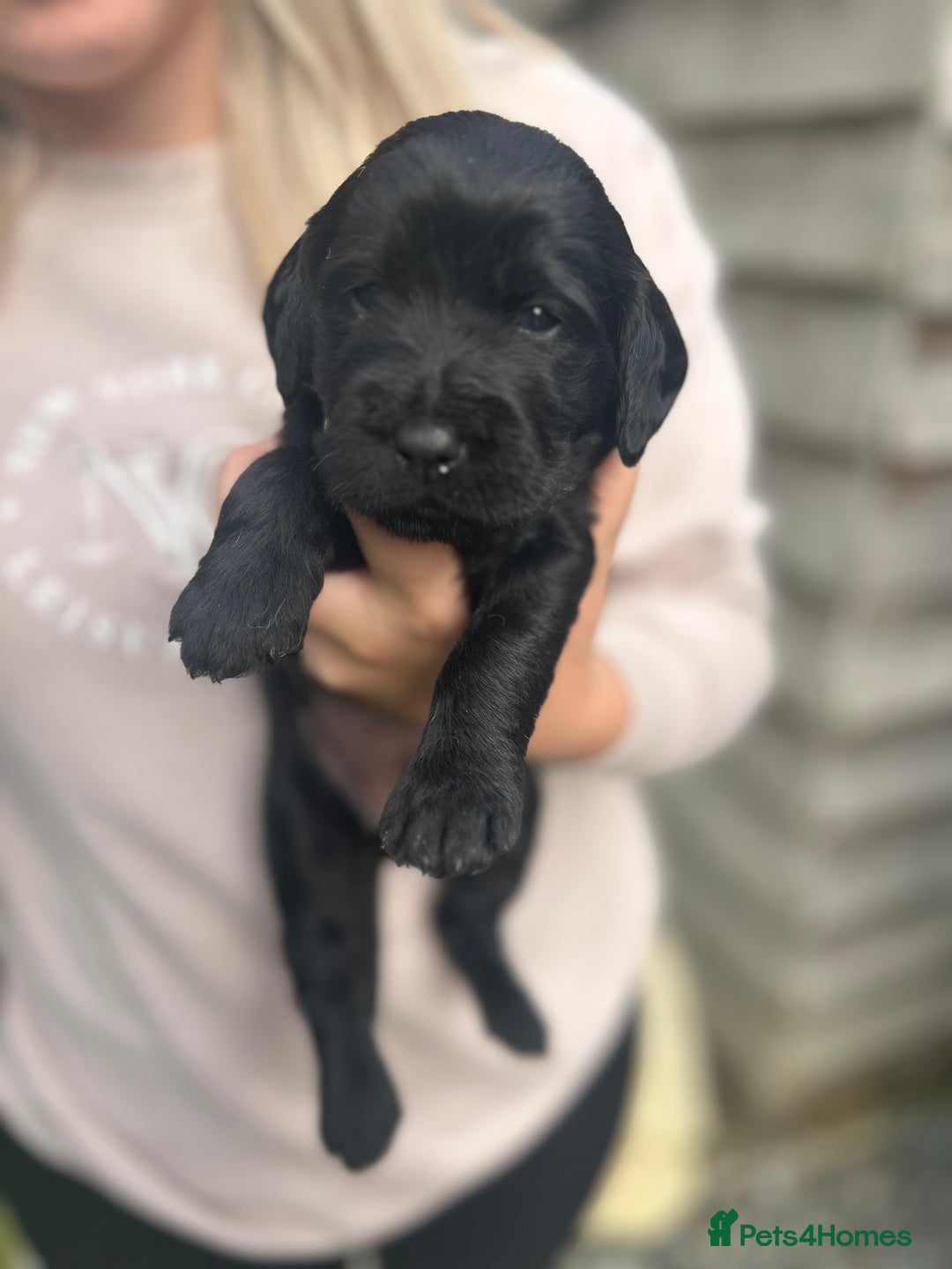 Labradoodle dogs for sale: Labradoodle puppy’s - Image 5