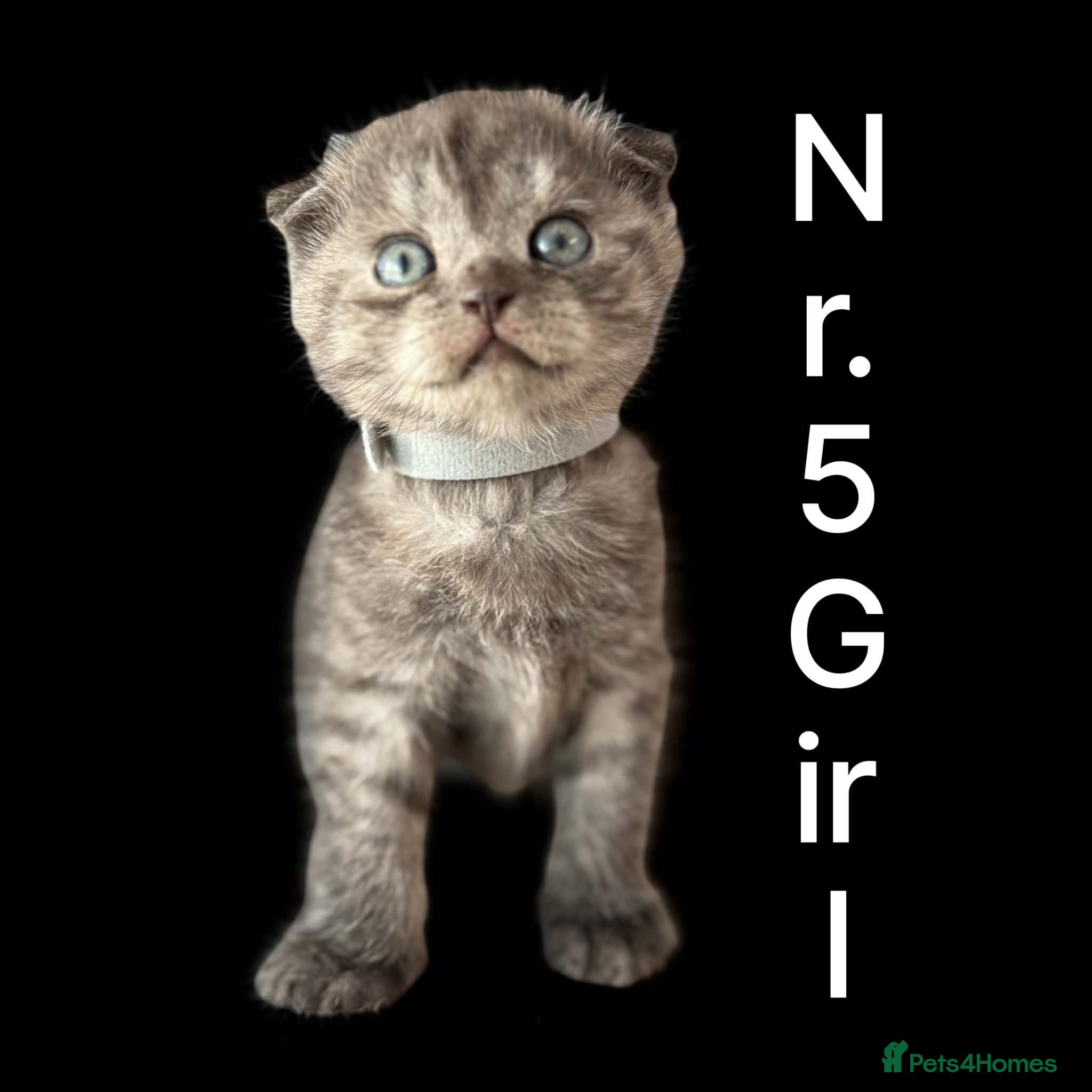 Scottish Fold cats for sale: 6 Pedigree Scottish Fold and Straight Kittens - Advert 8