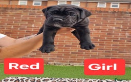 Cane Corso dogs for sale: Pedigree Cane Corso Puppies  - Image 13