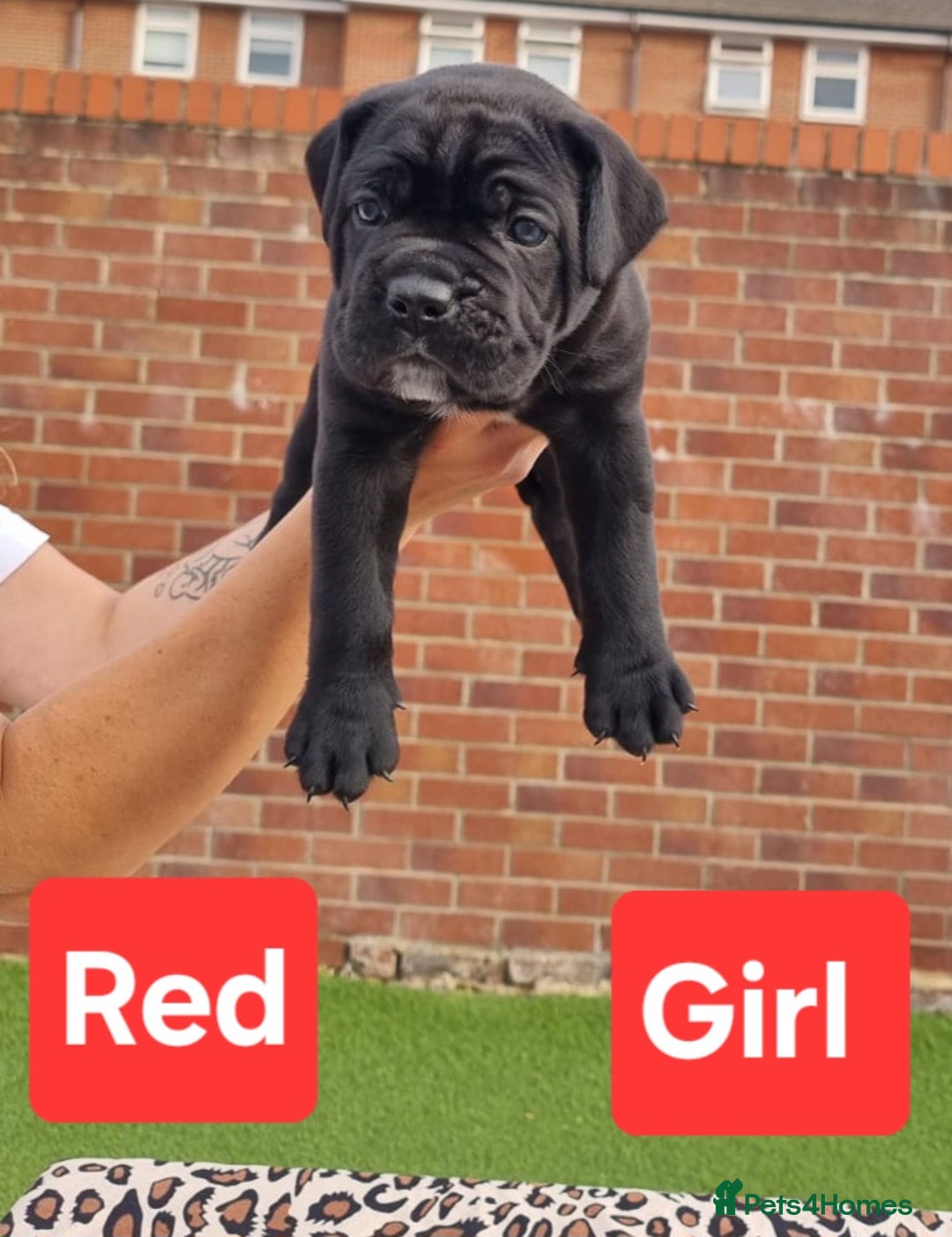 Cane Corso dogs for sale: Pedigree Cane Corso Puppies  - Image 13