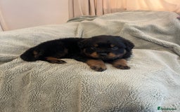 Rottweiler dogs for sale: Rottweiler Puppies  - Image 23