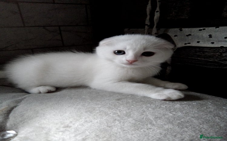 Scottish Fold cats - Advert 1