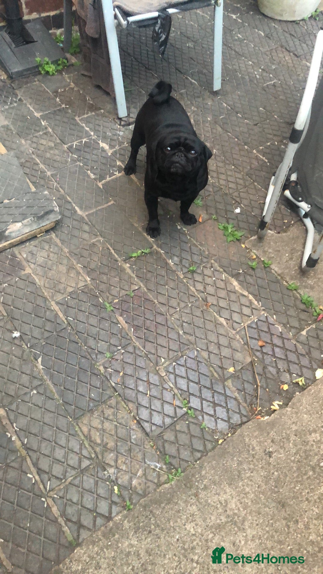 Pug dogs for sale: Pug puppies - Image 17