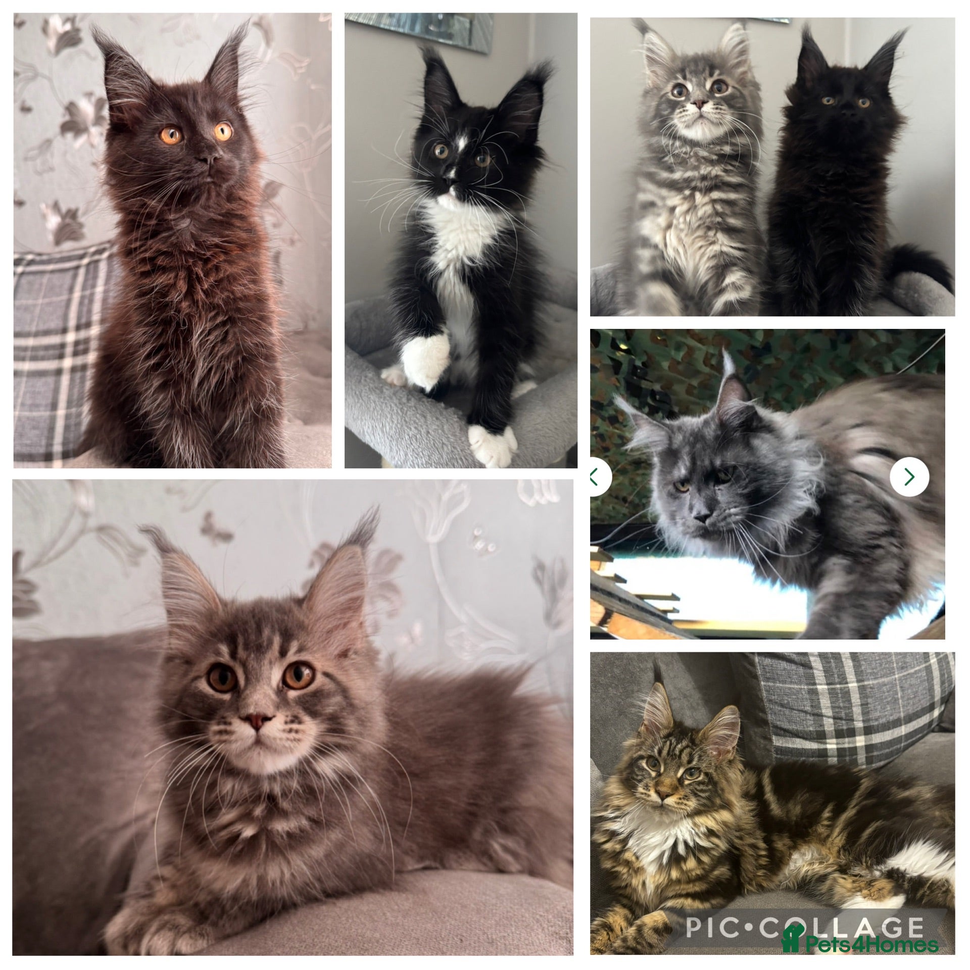 Maine Coon cats AMAZING TICA REG HEALTH TESTED MAINE COON KITTENS  - Advert 1