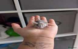 Mouse rodents for sale: Fancy mice looking for homes  - Image 10