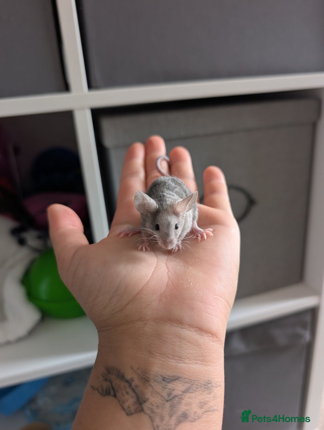 Mouse rodents for sale: Fancy mice looking for homes  - Image 10