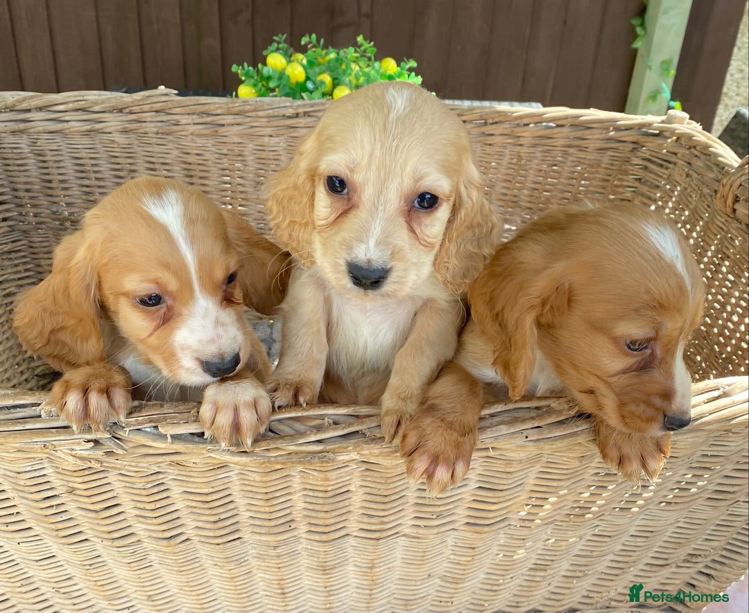 Cocker Spaniel dogs for sale: Golden cocker spaniel puppies  - Image 1