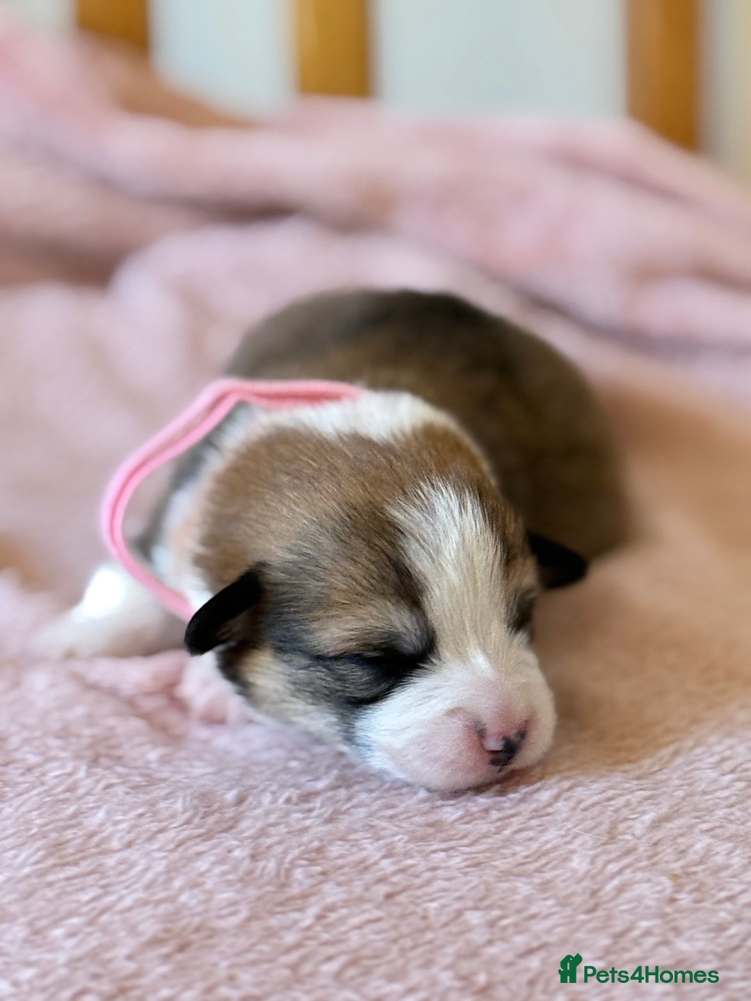 Welsh Corgi Pembroke dogs for sale: Quality Corgi puppies available to loving homes - Image 16