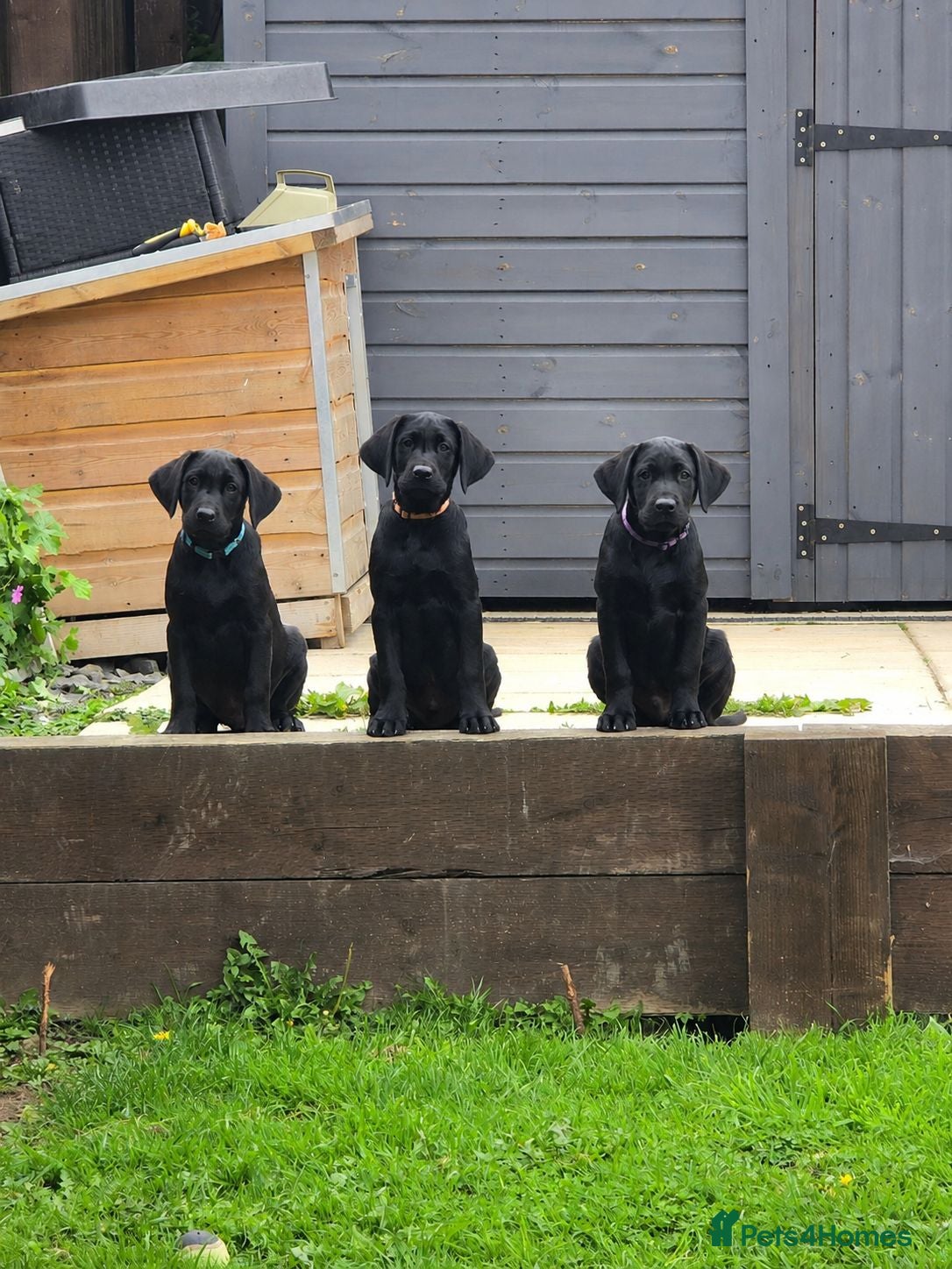 Labrador Retriever dogs Labrador pups  - Advert 5