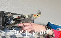 Cockatiels birds for sale: Baby hand reared cockatiels  - Advert 11