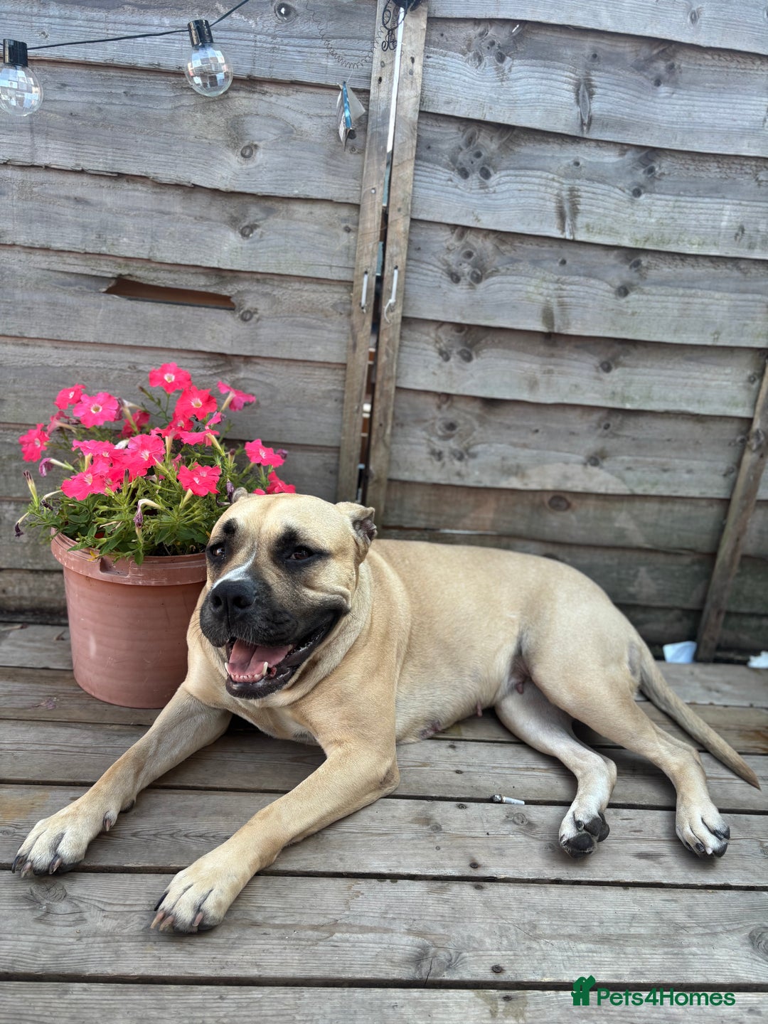 Mixed Breed dogs for sale: Merl bull massive  - Image 5