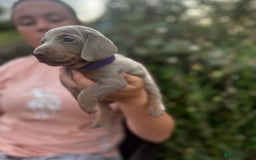 Dachshund dogs for sale: Beautiful dachshund puppies  - Image 7