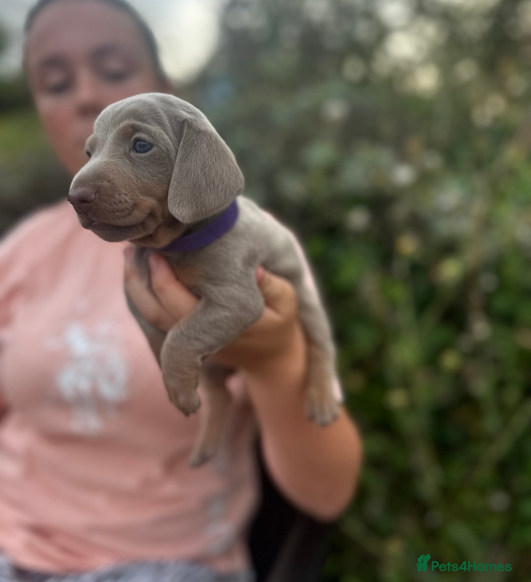 Dachshund dogs for sale: Beautiful dachshund puppies  - Image 7