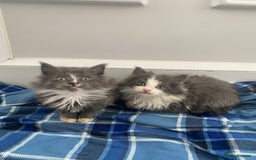 Mixed Breed cats for sale: Beautiful kittens ready now  - Image 2